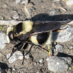 Volucella bombylans