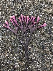 Ahnfeltiopsis linearis