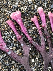 Ahnfeltiopsis linearis