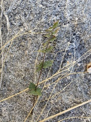 Myriopteris wrightii