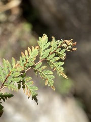 Myriopteris wrightii