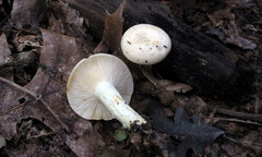 Lactarius maculatipes