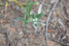 Cryptantha leiocarpa