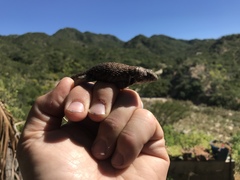 Sceloporus hunsakeri