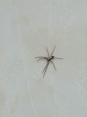 Pulchellodromus pulchellus