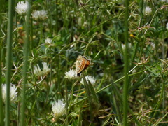 Melitaea telona