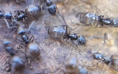 Forelius antarcticus