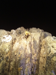 Araneae