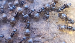 Forelius antarcticus