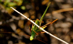 Burgilis curta