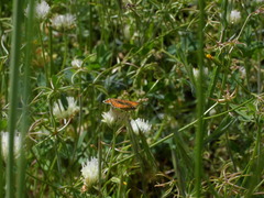 Melitaea telona