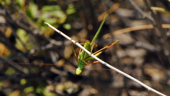 Burgilis curta