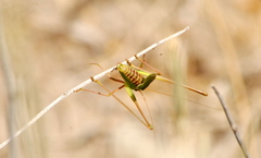 Burgilis curta