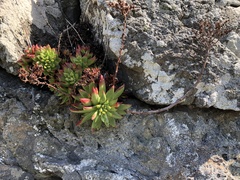 Dudleya farinosa