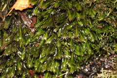 Fissidens grandifrons