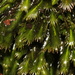 Large-leaved Pocket Moss - Photo (c) Brad Von Blon, some rights reserved (CC BY), uploaded by Brad Von Blon