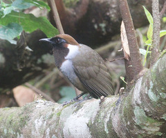 Garrulax strepitans