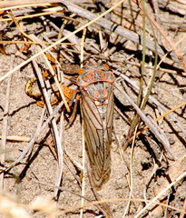Calliopsida cinnabarina