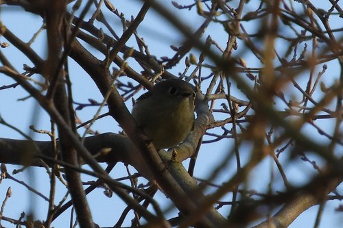 Ruby-crowned Kinglet photographed in Delaware