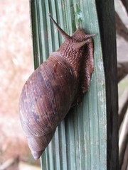 Plekocheilus floccosus