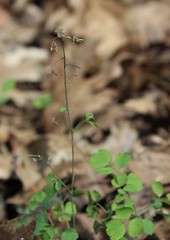 Thalictrum debile