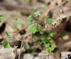 Thalictrum debile