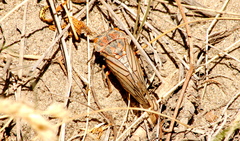 Calliopsida cinnabarina