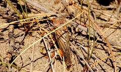 Calliopsida cinnabarina