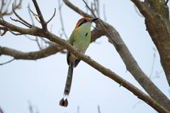 Momotus mexicanus