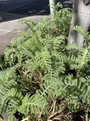 Tanacetum bipinnatum