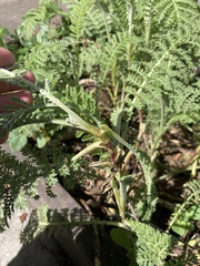 Tanacetum bipinnatum