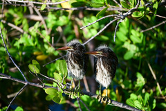 Butorides virescens image