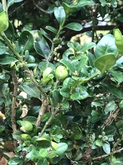 Buxus