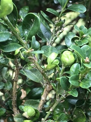 Buxus