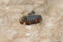 Calycomyza eupatorivora