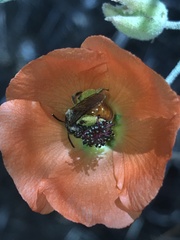 Andrena sphaeralceae