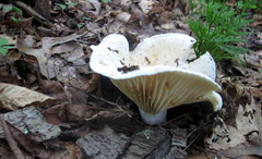 Lactifluus subvellereus