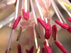 Lonicera praeflorens