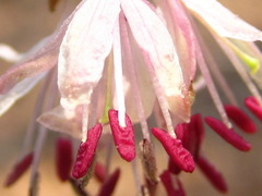 Lonicera praeflorens
