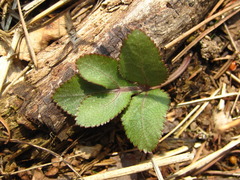 Angelica decursiva