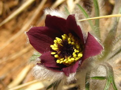 Pulsatilla cernua