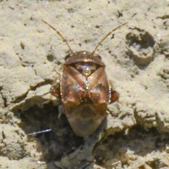 Coridromius chenopoderis