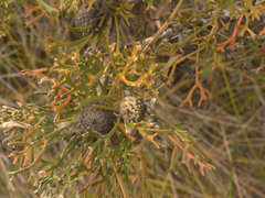 Isopogon mnoraifolius