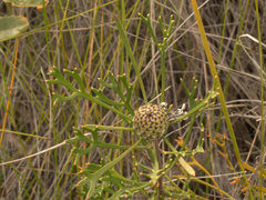 Isopogon mnoraifolius