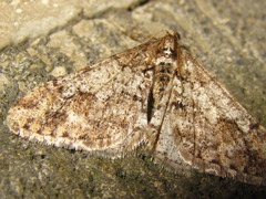 Agriopis dira