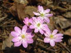 Hepatica nobilis
