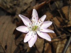 Hepatica nobilis