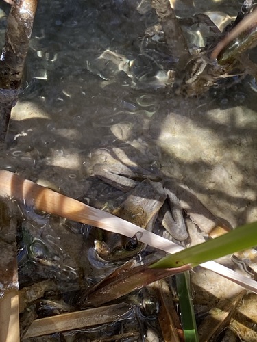 Relict Leopard Frog (Lithobates onca), a species recorded in Nevada