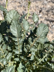Chylismia multijuga