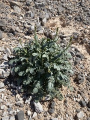 Chylismia multijuga
